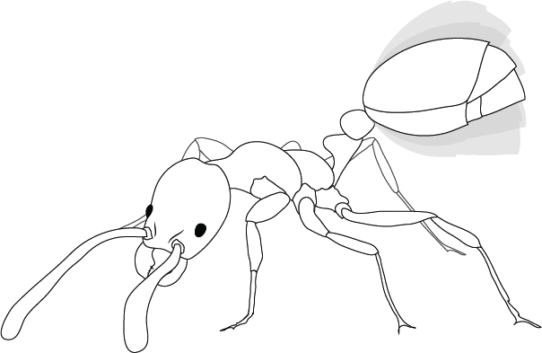 Parasite strategies image